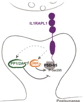 Figure 11. IL1RAPL1 interacts with PSD-95 and regulates its targeting to excitatory postsynapses
