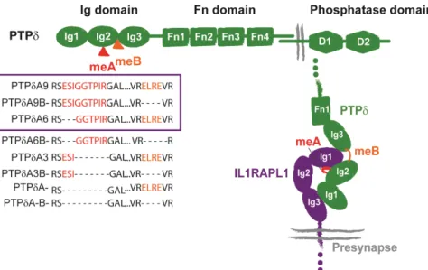 Figure 13. PTPδ structure and trans-synaptic interaction with the extracellular domain of IL1RAPL1