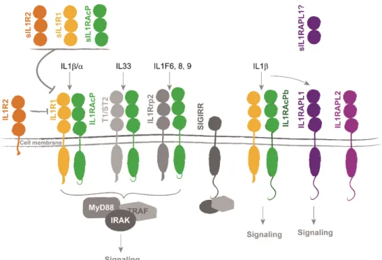 Figure 16. Interleukin 1 receptor family of proteins regulate cytokines signaling. Cytokines bind to the  receptors, allowing the recruitment of accessory proteins and adaptor proteins that mediate intracellular  signaling