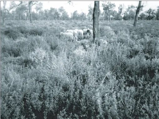 Table 2. Evolution of inhabitants, sheep and cattle numbers and forest area evolution (1960-2004).