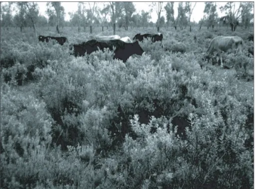Figure 3. Cattle browsing Teline in the Maamora cork tree forest in winter time.