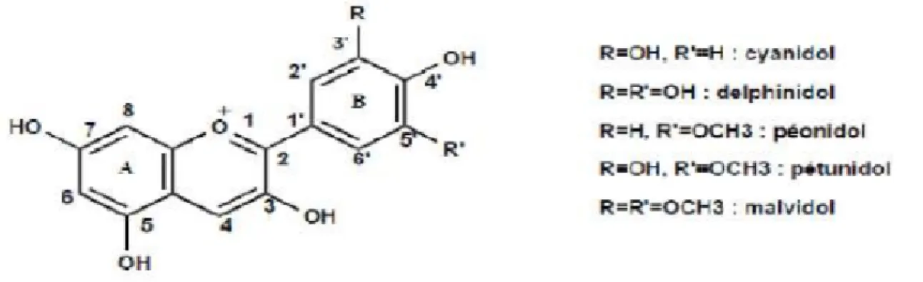 Figure 11 : Structure générale des anthocyanes (Bessas et