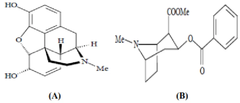 Figure 14 : Structure de la Cocaïne (A) et la morphine (B)