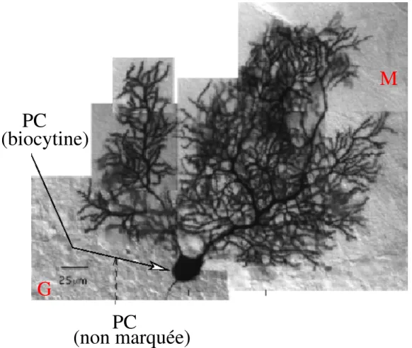 Figure 2.1: Cellule de Purkinje d’un rat de 32 jours, remplie de biocytine (Pouzat, 1998)