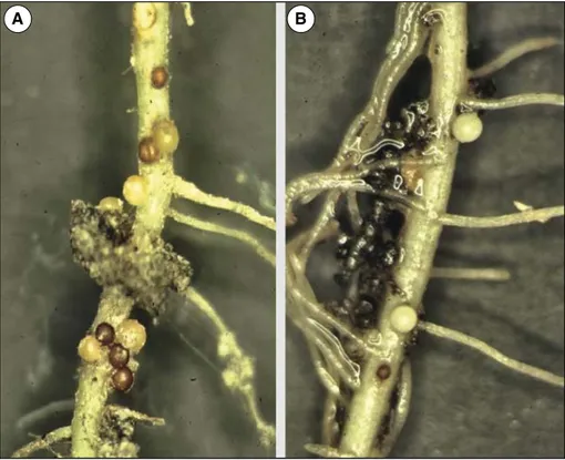 Figure 1. Femelles à maturité sur racines de pomme de terre.