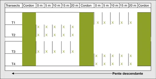 Figure 3. Plan schématique des transects (4), lignes (20 lignes) et placeaux fauchés (30) d’une parcelle de