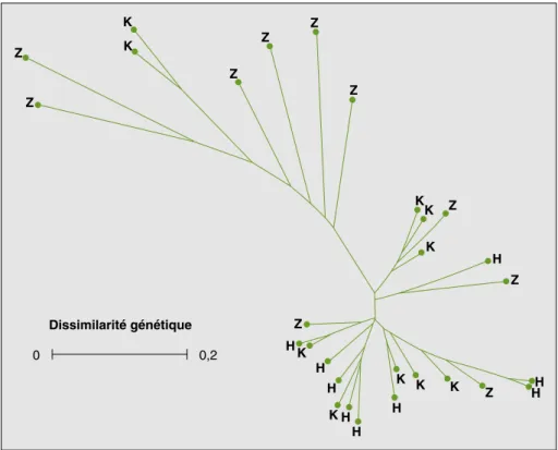 Figure 3. Dendrogramme construit par la méthode Nearest-Joining montrant la structuration génétique