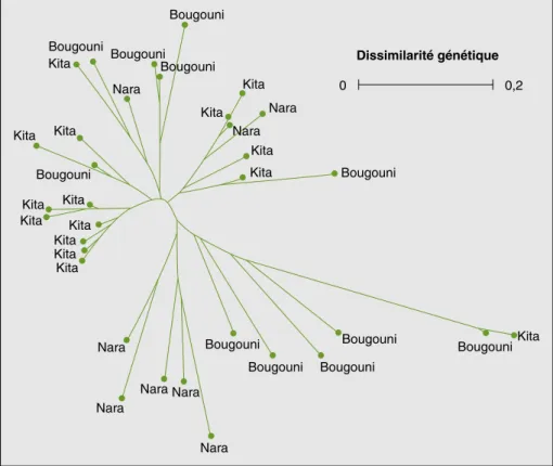 Figure 4. Dendrogramme construit par la méthode Nearest-Joining montrant la structuration génétique