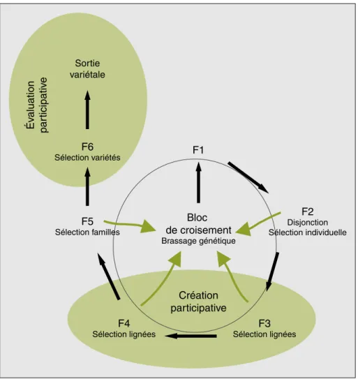 Figure 2 . Processus de sélection récurrente.