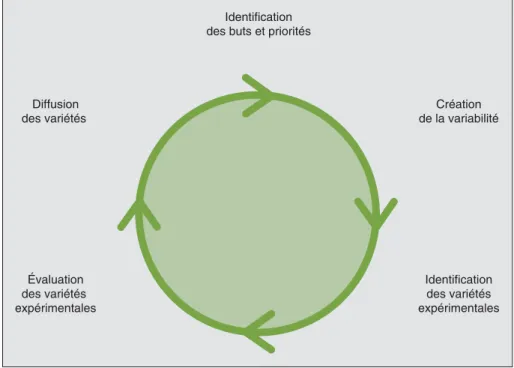 Figure 1. Les cinq étapes clés d’un programme d’amélioration variétale. Figure 1. The five main stages of a plant breeding program.