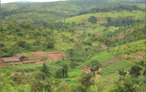 Figure 2. Périmètre maraîcher de Mayulu (Kimwenza). Figure 2. Mayulu market-gardening area (Kimwenza).