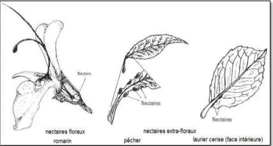 Figure 1 :   Exemples de nectaires (Gharbi, 2011). 