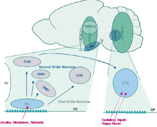 Figure 2 Central Regions Involved in the Energy Sensing 