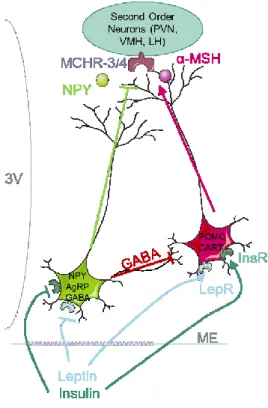Figure 6 The Melanocortin pathway composed of the antagonist NPY/AgRP and POMC neurons 