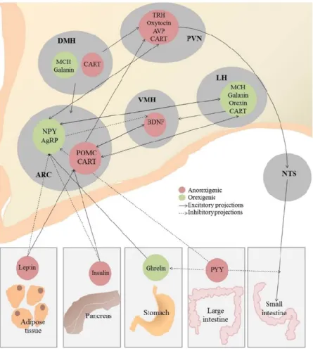 Figure 7 Second order Neurons signalling and Food intake regulation 