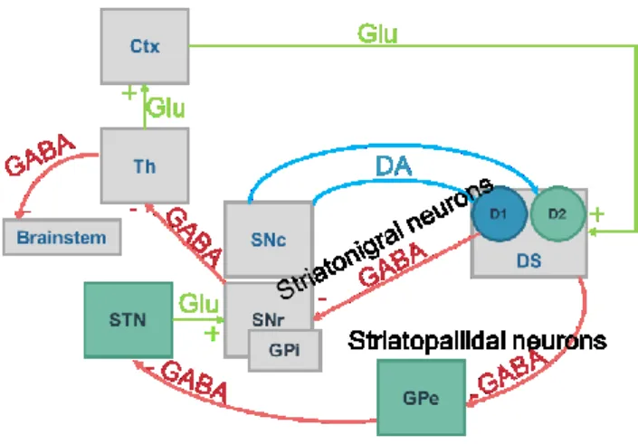 Figure 9 The Basal Ganglia 