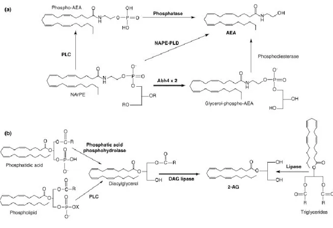 Figure 15 Endocannabinoids Synthesis.  