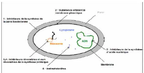 Tableau 5: Action des antibiotiques sur la synthèse des acides nucléiques. (suite)