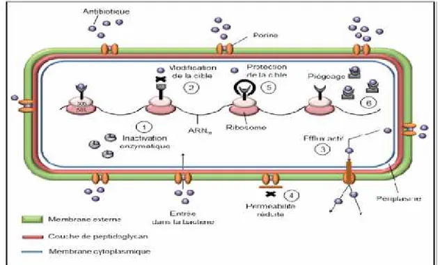 Figure 3 : Mécanismes de résistance aux antibiotiques.