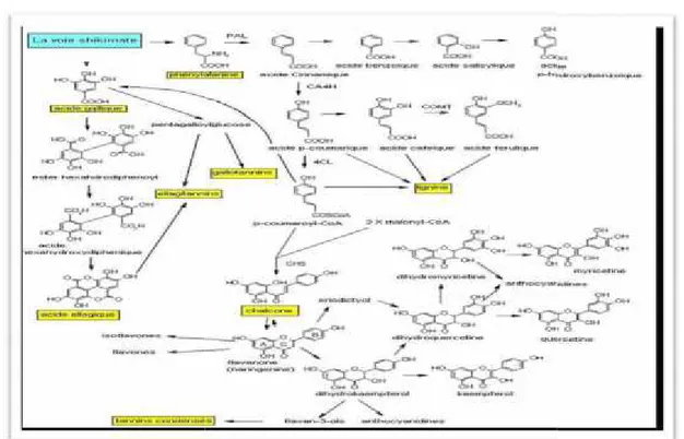 Figure 4: Biosynthèse des composés phénoliques (Mohammedi, 2013).