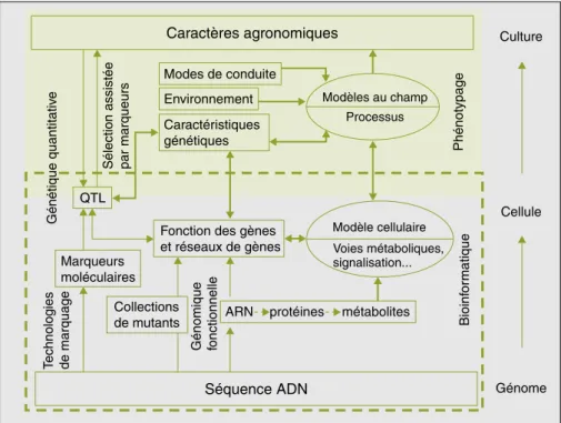 Figure 1. Flux de connaissances allant de la séquence du génome à la prédiction du phénotype au champ