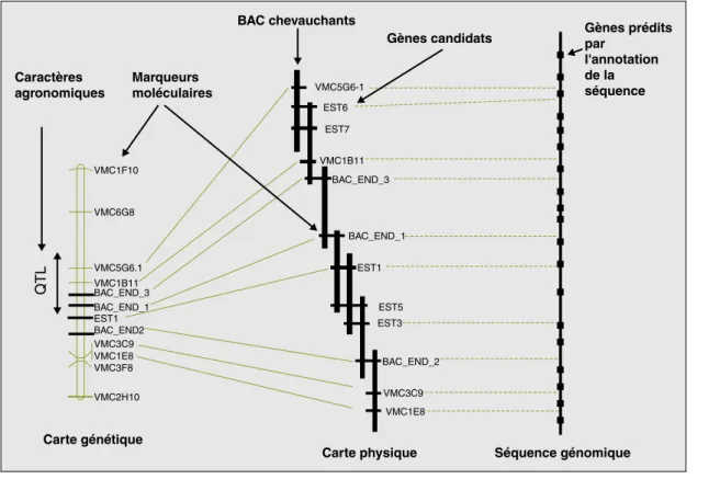Figure 2 . Intégration des cartes génétiques, physiques et de la séquence du génome.