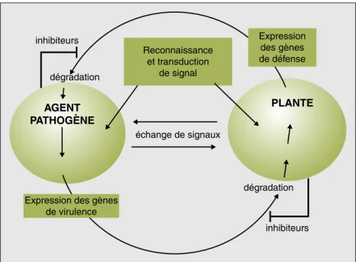 Figure 3. Différents niveaux d’interactions entre une plante hôte et un agent pathogène