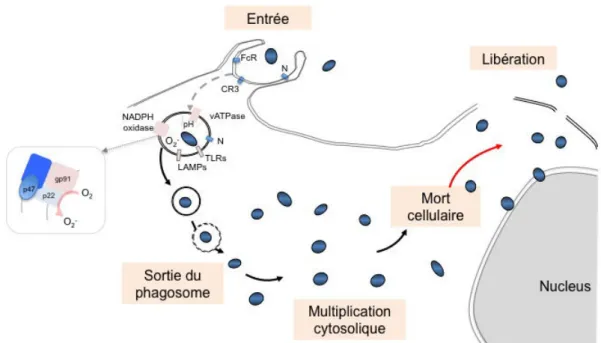 Figure 12 : Détail de l’entrée et du contrôle du phagosome par F. tularensis. D’après (Barel 