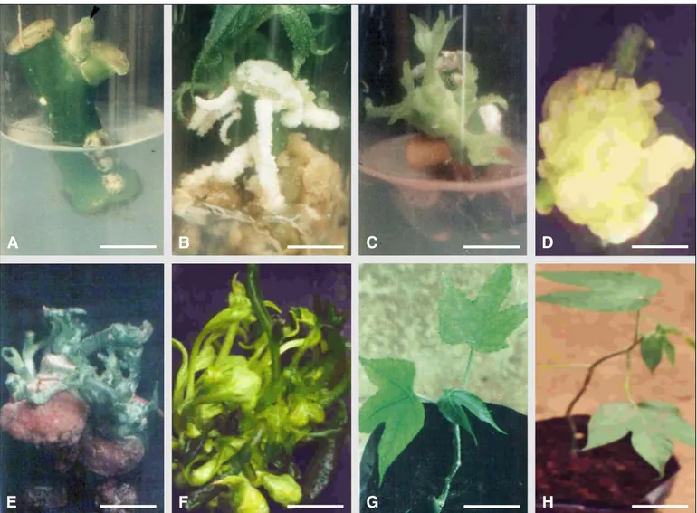 Figure 1 . Différentes étapes de la régénération in vitro de Ricinodendron heudelotii à partir de fragments de tiges uninodaux et de morceaux d’entre-nœuds.