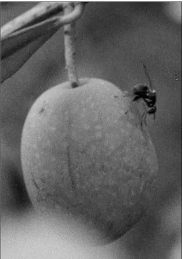 Figure 1. Femelle de mouche de l’olive en train de pondre. Figure 1. Olive fly female laying eggs.