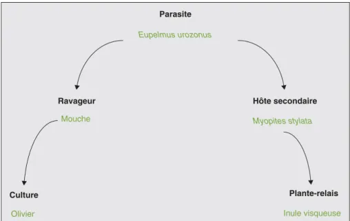 Figure 4. Relation écologique entre inule visqueuse et olivier. Figure 4. Ecological relation between Inula viscosa and the olive tree.