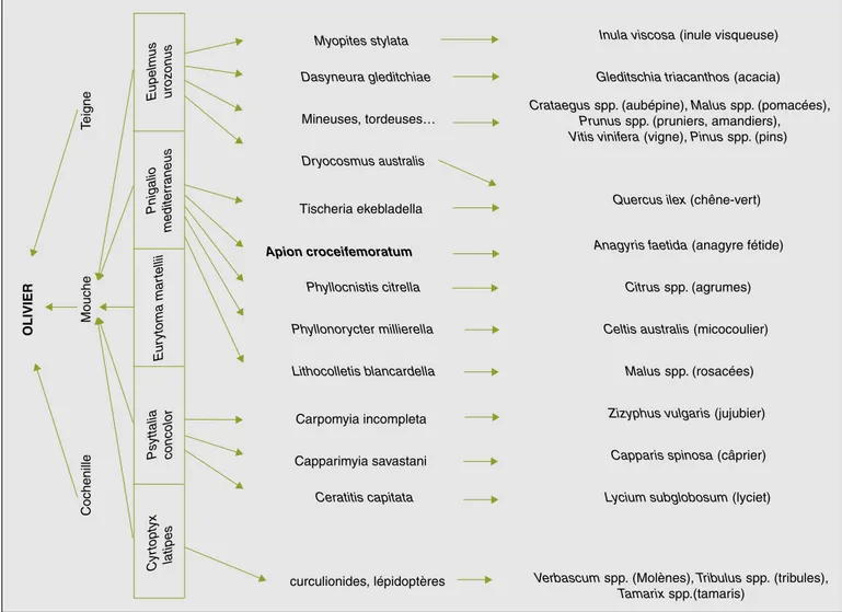 Figure 5 . Relations tritrophiques entre les parasitoïdes de la mouche de l’olivier et les plantes non cultivées de l’agrosystème oléicole