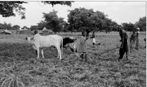 Figure 1. Labour attelé à traction bovine, en juillet 2001, dans le Mouhoun, Burkina Faso (cliché