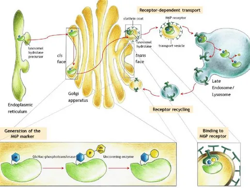 Figure 2 : Transport des hydrolases acides comportant des résidus M6P vers le lysosome  (Coutinho et al., 2012a) 