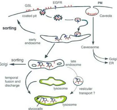 Figure 8 : Endocytose et digestion des glycosphingolipides par les lysosomes (Kolter and  Sandhoff, 2006)
