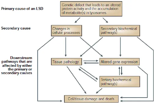 Figure  16 :  Possibles  mécanismes  impliqués  dans  la  pathogénèse  des  maladies  lysosomales (Futerman and van Meer, 2004)