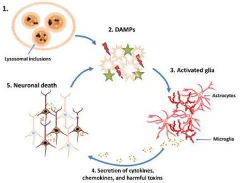 Figure  17 :  Cycle  potentiel  provoquant  la  mort  neuronale  dans  les  MSL  (Bosch  and  Kielian, 2015).