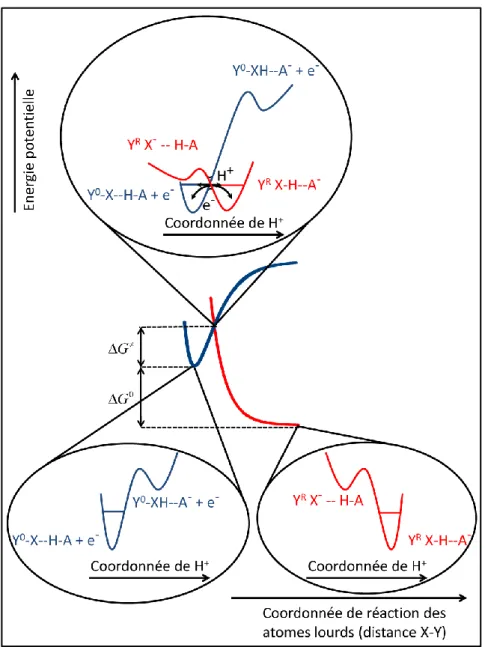 Figure I.3. Modèle décrivant la dynamique du transfert d’électron concerté avec le transfert de 