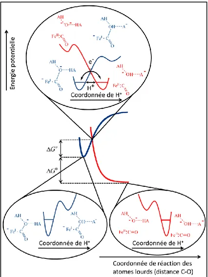 Figure II.28. Courbes d’énergies potentielles pour le transfert d’électron dissociatif concerté au 