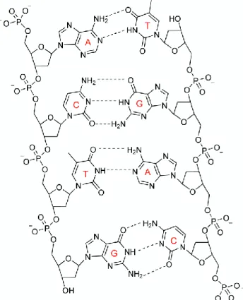 Figure 3. Structure d’une séquence dans un double brin l’ADN illustrant l’appariement entre les différentes 