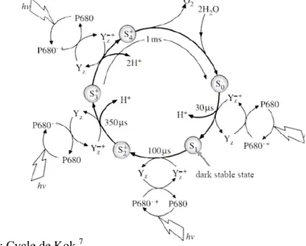 Figure 3 : Cycle de Kok. 7