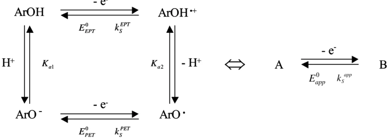 Figure 16 : Schéma carré pour la réaction d’oxydation des composés phénoliques. 
