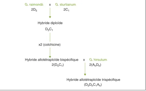Figure 1. La méthode paraphylétique d’introgression. Figure 1. The paraphyletic introgression method.