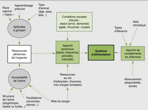 Figure 5 . Les facteurs de variation du système alimentaire des caprins dans l’arganeraie.