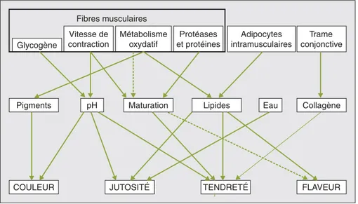 Figure 1 . Contribution des caractéristiques musculaires à la qualité sensorielle de la viande (couleur, jutosité, tendreté et flaveur) (adapté de [3]).
