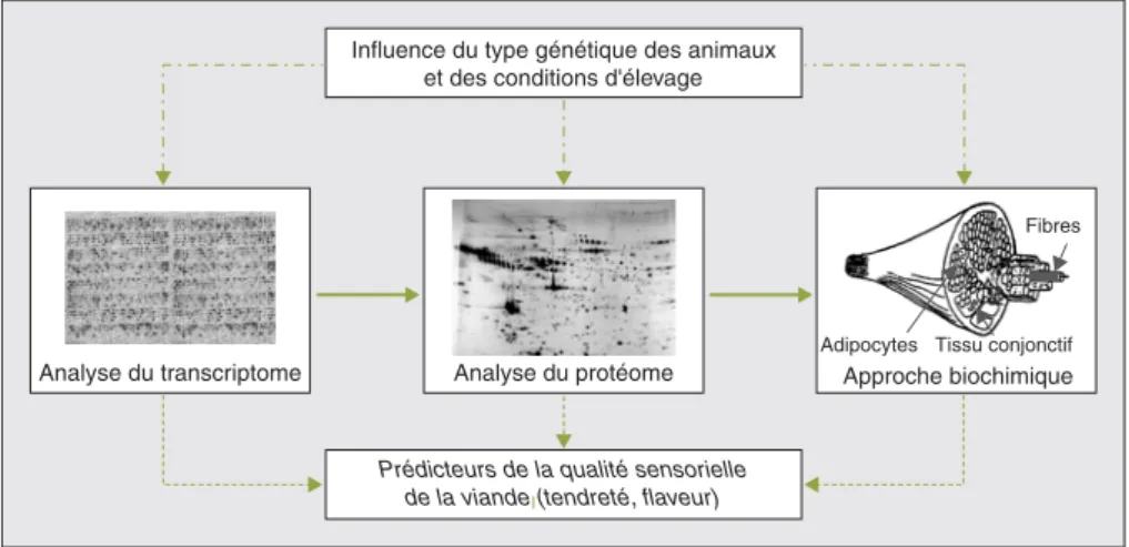 Figure 2 . Démarches de « génomique fonctionnelle » et de « biologie intégrative » pour la compréhen- compréhen-sion des mécanismes biologiques du muscle qui contrôlent la qualité sensorielle de la viande.