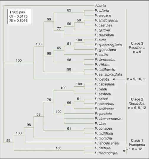 Figure 3. Phylogénie du genre Passiflora reposant sur les données combinées. L’arbre présenté est le