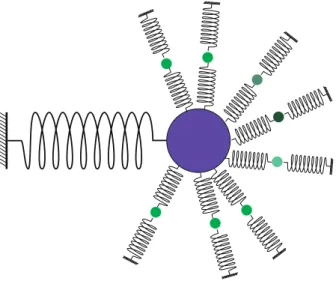 Figure I.2: A mechanical resonator linearly coupled to an infinity of oscillators. The coupling is mediated by the positions of the resonator and of the oscillators.