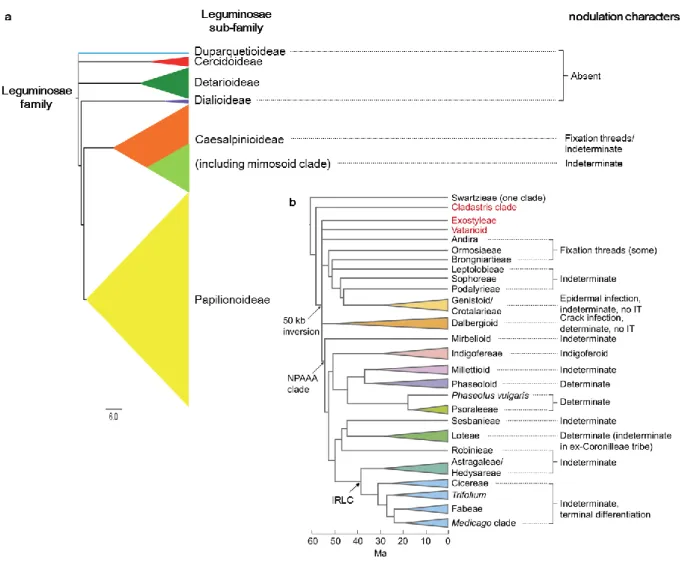 Figure 1 | Leguminosae subfamilies organization and phylogeny of Papilionaceae sub groups 