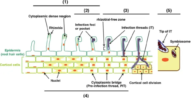 Figure 4 | Rhizobial infection and invasion in root epidermis and cortical cells.  